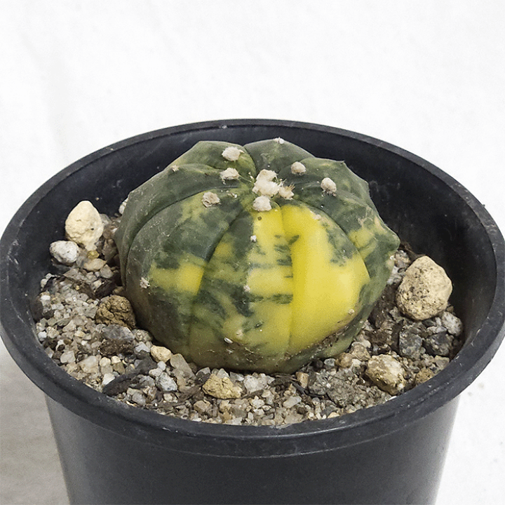 サボテン 楽天市場】サボテン 兜錦 3号 プラ鉢 さぼてん アストロフィツム