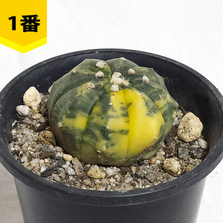 サボテン　19種 sddefault.jpg