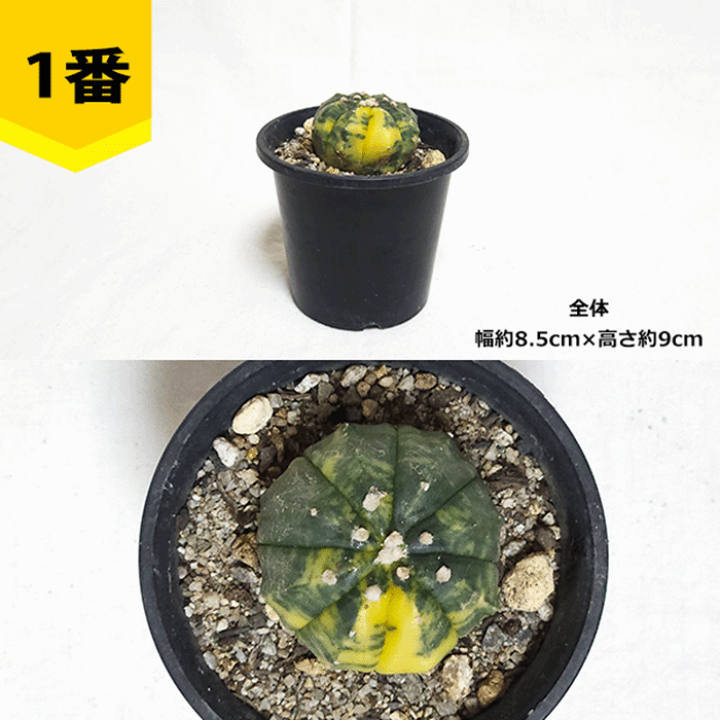 楽天市場】サボテン 兜錦 3号 プラ鉢 さぼてん アストロフィツム
