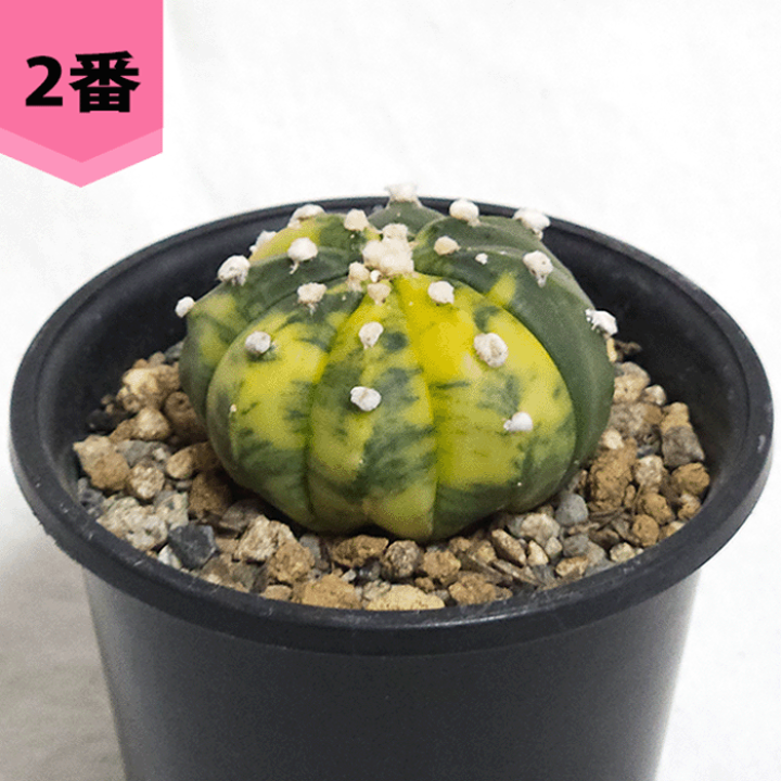 楽天市場】サボテン 兜錦 3号 プラ鉢 さぼてん アストロフィツム