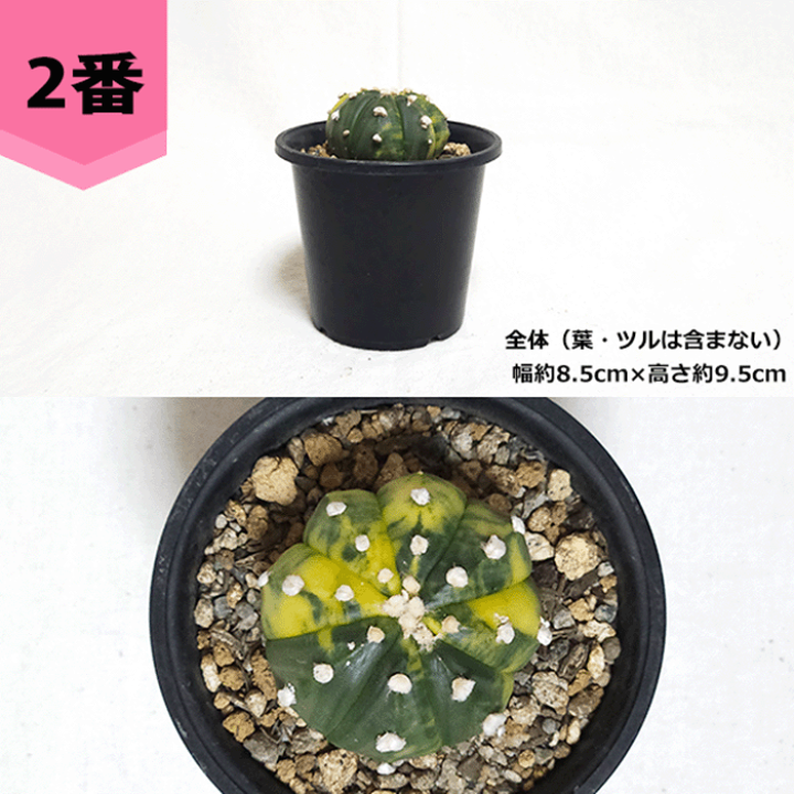 楽天市場】サボテン 兜錦 3号 プラ鉢 さぼてん アストロフィツム