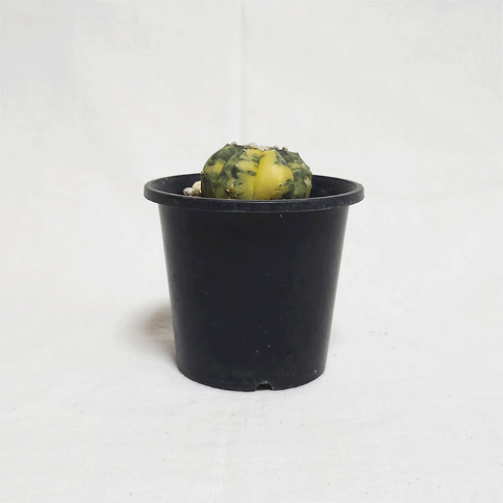 さぼてん 楽天市場】サボテン：アストロフィツム 赤花兜丸 竜神ツギ*幅