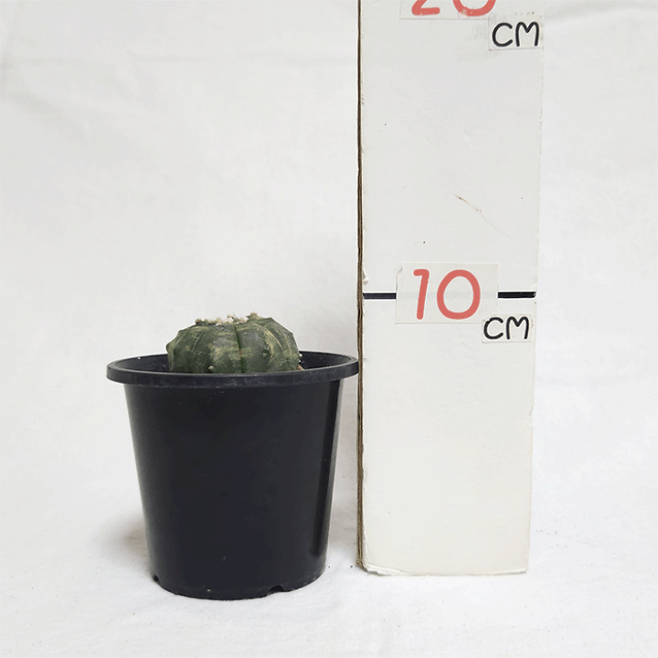 サボテン様 楽天市場】サボテン 金碧 4.5号 プラ鉢 鉢 種 錦 土 さぼてん