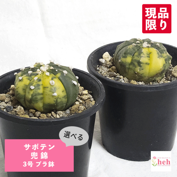 楽天市場】サボテン 兜錦 3号 プラ鉢 さぼてん アストロフィツム