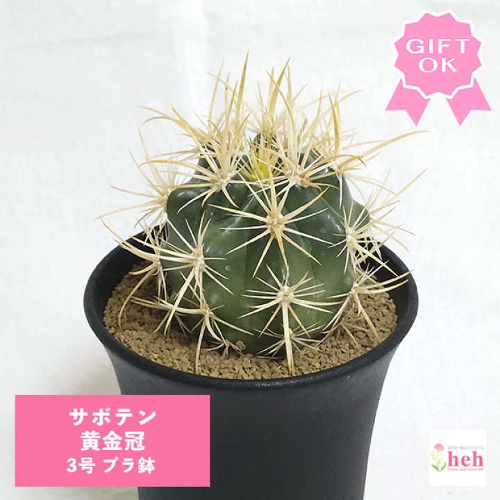 サボテン フェロカクタス 黄金冠B フェロカクタス：黄金冠 2.5号鉢植え の通販 | 園芸ネット