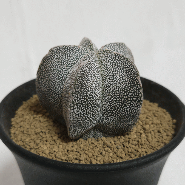 楽天市場 サボテン 恩塚ランポー玉 3 0 プラ鉢 観葉 多肉 ギフト 開店 新築 鉢物 結婚記念日 贈り物 プレゼント 記念日 誕生日 お祝い 開業 さぼてん 3号 友人 オシャレ 販売 種類 植物 アストロフィツム 鸞鳳玉 かんよう たにく ガーデニング ベランダ グリーン 現品 楽天市場 サボテン 恩塚ランポー玉 3 0 プラ鉢 観葉 多肉 ギフト 開店 新築 鉢物 結婚記念日 贈り物 プレゼント 記念日 誕生日 お祝い 開業 さぼてん 3号 友人 オシャレ 販売 種類 植物 アストロフィツム 鸞鳳玉 かんよう たにく ガーデニング ベランダ グリーン 現品