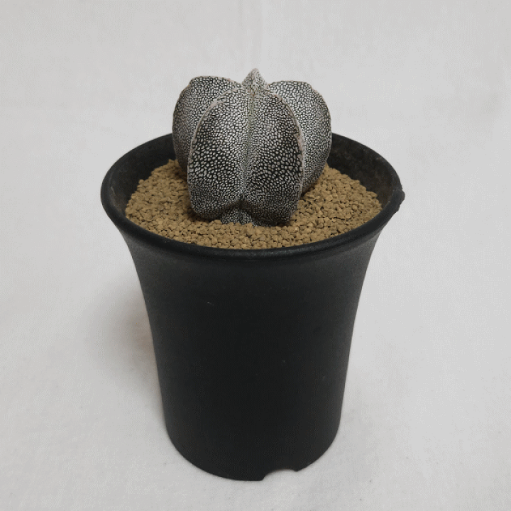 楽天市場 サボテン 恩塚ランポー玉 3 0 プラ鉢 観葉 多肉 ギフト 開店 新築 鉢物 結婚記念日 贈り物 プレゼント 記念日 誕生日 お祝い 開業 さぼてん 3号 友人 オシャレ 販売 種類 植物 アストロフィツム 鸞鳳玉 かんよう たにく ガーデニング ベランダ グリーン 現品