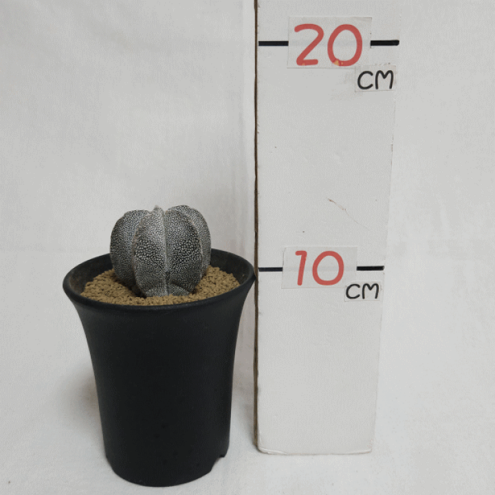 楽天市場 サボテン 恩塚ランポー玉 3 0 プラ鉢 観葉 多肉 ギフト 開店 新築 鉢物 結婚記念日 贈り物 プレゼント 記念日 誕生日 お祝い 開業 さぼてん 3号 友人 オシャレ 販売 種類 植物 アストロフィツム 鸞鳳玉 かんよう たにく ガーデニング ベランダ グリーン 現品 楽天市場 サボテン 恩塚ランポー玉 3 0 プラ鉢 観葉 多肉 ギフト 開店 新築 鉢物 結婚記念日 贈り物 プレゼント 記念日 誕生日 お祝い 開業 さぼてん 3号 友人 オシャレ 販売 種類 植物 アストロフィツム 鸞鳳玉 かんよう たにく ガーデニング ベランダ グリーン 現品