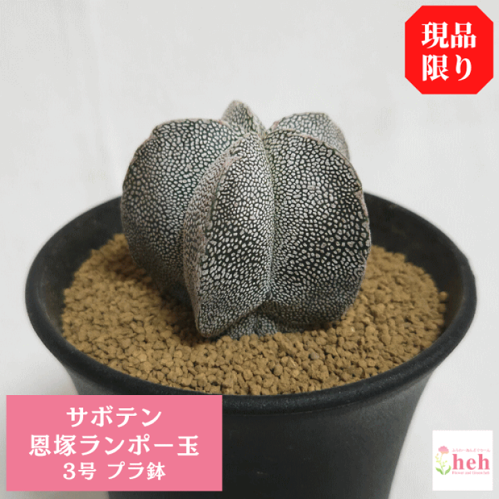 楽天市場 サボテン 恩塚ランポー玉 3 0 プラ鉢 観葉 多肉 ギフト 開店 新築 鉢物 結婚記念日 贈り物 プレゼント 記念日 誕生日 お祝い 開業 さぼてん 3号 友人 オシャレ 販売 種類 植物 アストロフィツム 鸞鳳玉 かんよう たにく ガーデニング ベランダ グリーン 現品 楽天市場 サボテン 恩塚ランポー玉 3 0 プラ鉢 観葉 多肉 ギフト 開店 新築 鉢物 結婚記念日 贈り物 プレゼント 記念日 誕生日 お祝い 開業 さぼてん 3号 友人 オシャレ 販売 種類 植物 アストロフィツム 鸞鳳玉 かんよう たにく ガーデニング ベランダ グリーン 現品