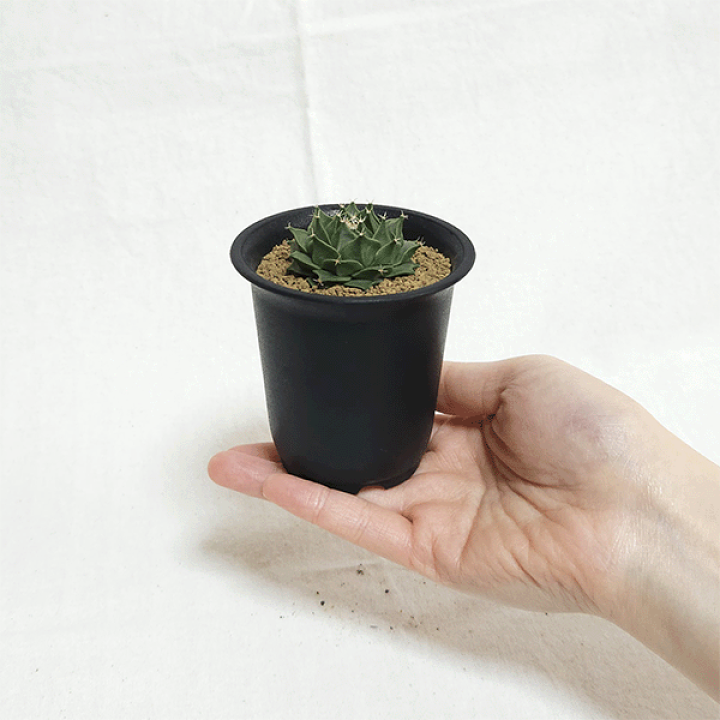 楽天市場】サボテン 帝冠 2.5号 プラ鉢 さぼてん オブレゴニア