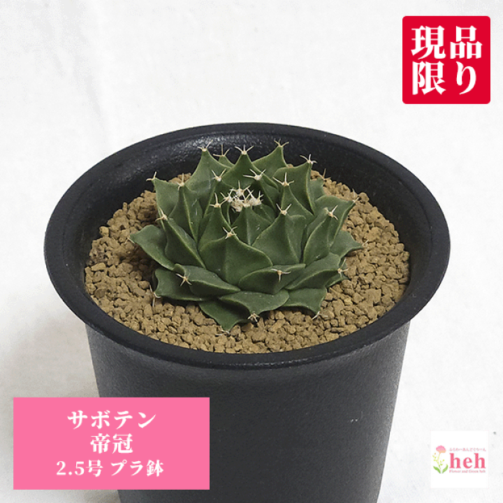 楽天市場】サボテン 帝冠 2.5号 プラ鉢 さぼてん オブレゴニア