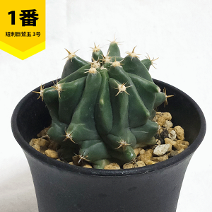 T{e Zhh 3 v  y  ϗtA A ڂĂ tFJN^X ̔  v[g Mtg  O  A JX a Vz  LO  j J Fl 