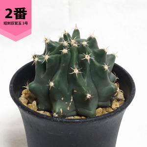 T{e Zhh 3 v  y  ϗtA A ڂĂ tFJN^X ̔  v[g Mtg  O  A JX a Vz  LO  j J Fl 