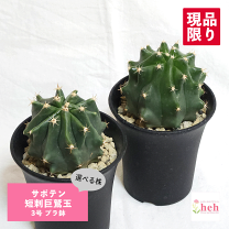 楽天市場】巨大 サボテン（花・観葉植物｜花・ガーデン・DIY）の通販