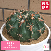 楽天市場】サボテン 綾波（花・ガーデン・DIY）の通販