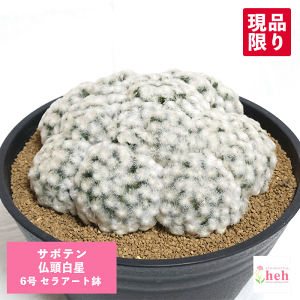 観葉植物 サボテン 白星」の人気商品一覧 | 安い商品を通販サイトから