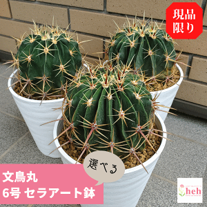 観葉植物 サボテン 大型の人気商品 通販 価格比較 価格 Com