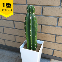 楽天市場】サボテン 鬼面 角の通販