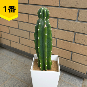 ［現品］8番　柱サボテン　鬼面角 3本立て　8号　観葉植物　多肉植物 現品］Y 柱サボテン 鬼面角 3本立て 7号 観葉植物 大型 棘無し