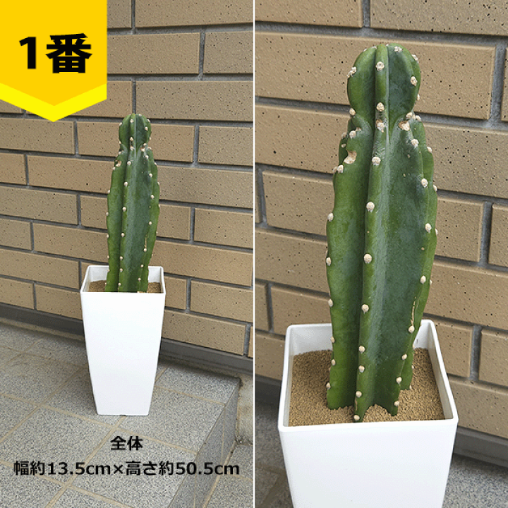 楽天市場】サボテン 柱サボテン 6号 プラ鉢 鉢 土 種 観葉植物