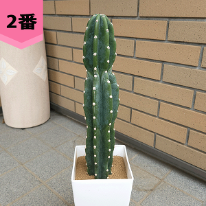 柱サボテン 鬼面角」の人気商品一覧 | 安い商品を通販サイトから