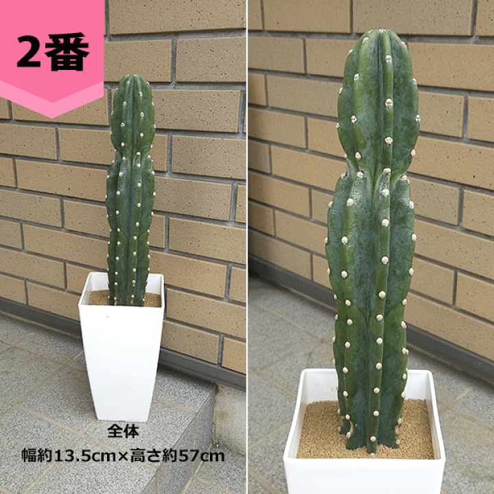 楽天市場】サボテン 柱サボテン 6号 プラ鉢 鉢 土 種 観葉植物