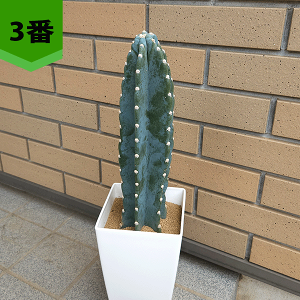 ［現品］※1週間限定価格※ F 柱サボテン　鬼面角 3本立て　観葉植物　大型 現品］C 柱サボテン 鬼面角 3本立て 小 8号 観葉植物 大型 多肉植物