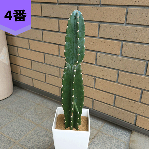 柱サボテン 観葉植物」の人気商品一覧 | 安い商品を通販サイト