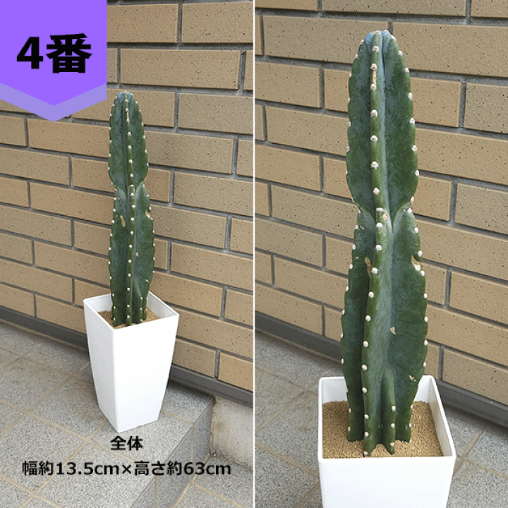 楽天市場】サボテン 柱サボテン 6号 プラ鉢 鉢 土 種 観葉植物