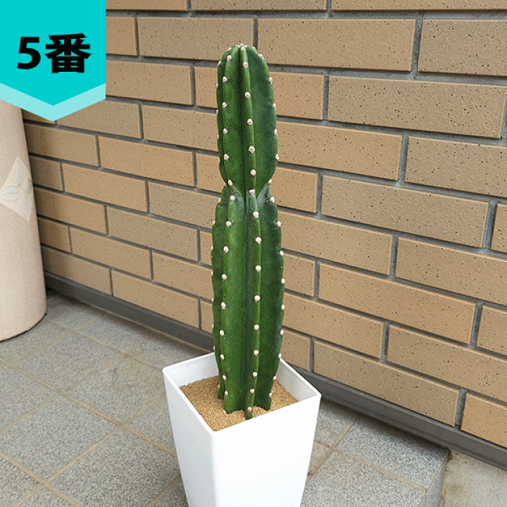 楽天市場】サボテン 柱サボテン 6号 プラ鉢 鉢 土 種 観葉植物