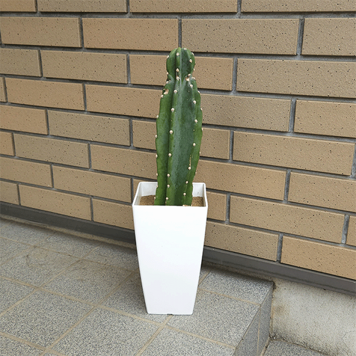 楽天市場】サボテン 柱サボテン 6号 プラ鉢 鉢 土 種 観葉植物