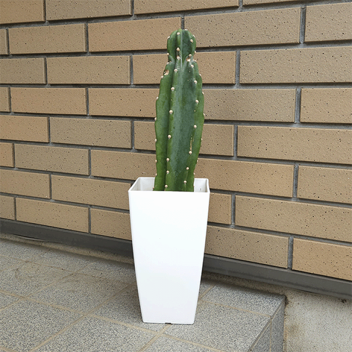楽天市場】サボテン 柱サボテン 6号 プラ鉢 鉢 土 種 観葉植物