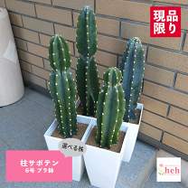 楽天市場】柱サボテン（種類（植物）サボテン・イベント・祝日母の日