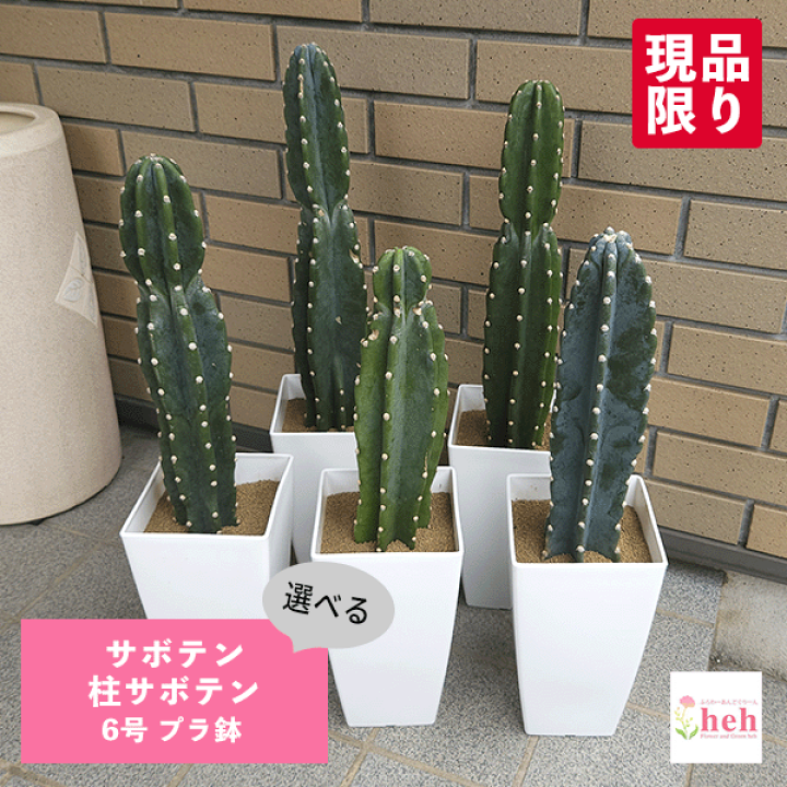【専用】さぼてんさん 現品 サボテン 柱サボテン ブランチ 鬼面角 42番 ドライガーデン