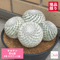 楽天市場】サボテン マミラリア（観葉植物｜花・観葉植物）：花