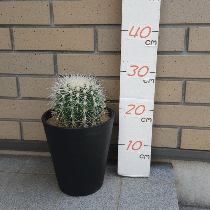 楽天市場】サボテン 白刺金鯱 6号 セラアート鉢 キンシャチ 土
