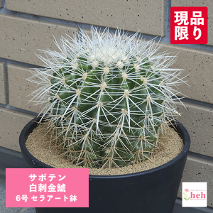 サボテン 白刺金鯱 6号 セラアート鉢 キンシャチ 土 鉢 種 種類 観葉植物 多肉植物 エキノカクタス 白いトゲ 販売 プレゼント ギフト 室内 屋外 花 鉢 観葉 開店 誕生日 新築 結婚 記念日 お祝
