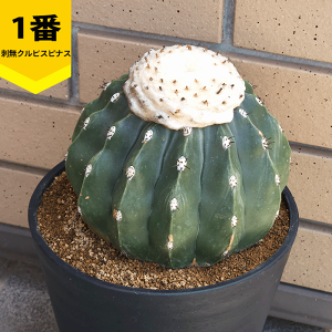 観葉植物 サボテン 6号」の人気商品一覧 | 安い商品を通販サイトから
