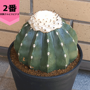 T{e hNrXsiX 6 ZA[g  gQ A ϗtA  y ڂĂ JN^X v[g Mtg A ^ JX a Vz  蕨 LO j J F