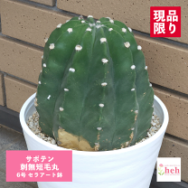 楽天市場】サボテン 刺無短毛丸の通販