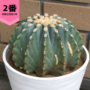 観葉植物 フェロカクタス」の人気商品一覧・価格比較 - 価格.com