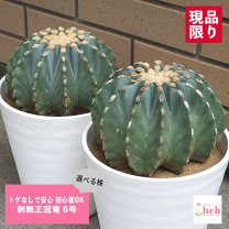 楽天市場】刺無王冠竜の通販