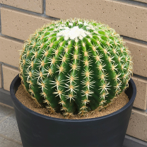 楽天市場】珍しい サボテン（サイズ（植木鉢）7 ～ 9号）（花・観葉