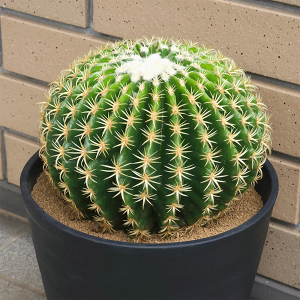 観葉植物 サボテン 7号」の人気商品一覧 | 安い商品を通販サイトから
