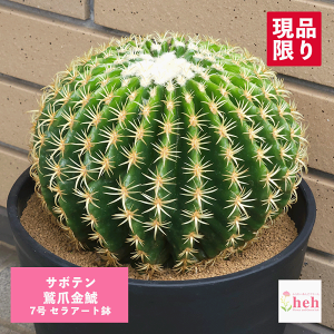 観葉植物 サボテン 7号」の人気商品一覧・価格比較 - 価格.com