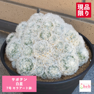 観葉植物 サボテン 白星」の人気商品一覧 | 安い商品を通販サイトから