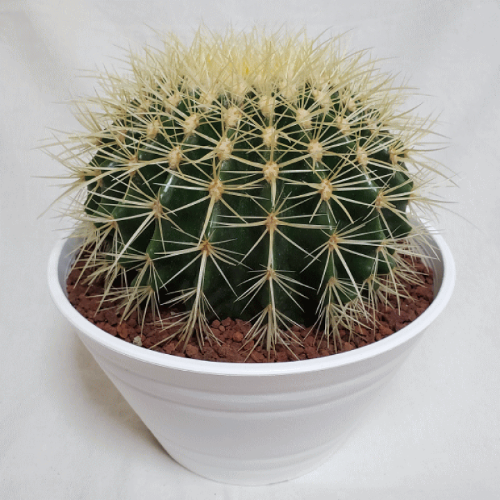 サボテン 金鯱 キンシャチ 7号 観葉植物 セラアート丸鉢 直径