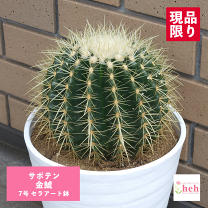 楽天市場】オフィス（種類（植物）サボテン）（観葉植物｜花・観葉植物