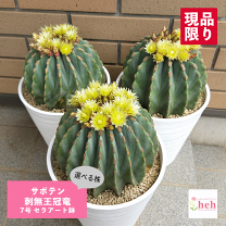 ベアルート 王冠竜　20～23cm 楽天市場】刺無王冠竜の通販