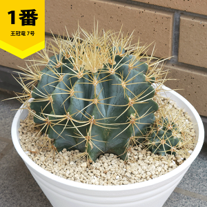 観葉植物 サボテン 7号」の人気商品一覧・価格比較 - 価格.com
